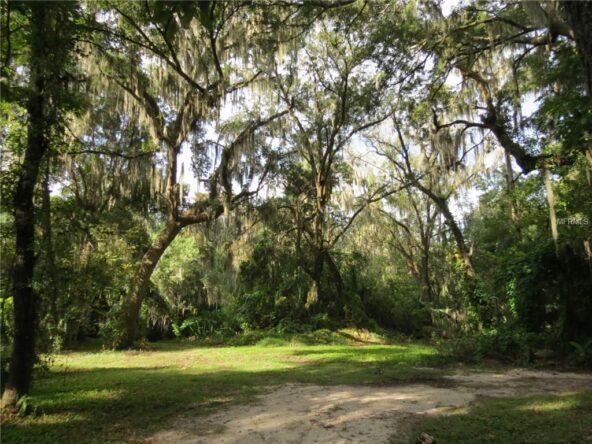 A grassy clearing in a wooded area.