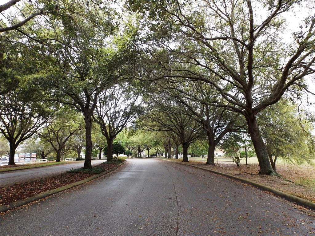 A tree-lined road with fallen leaves.