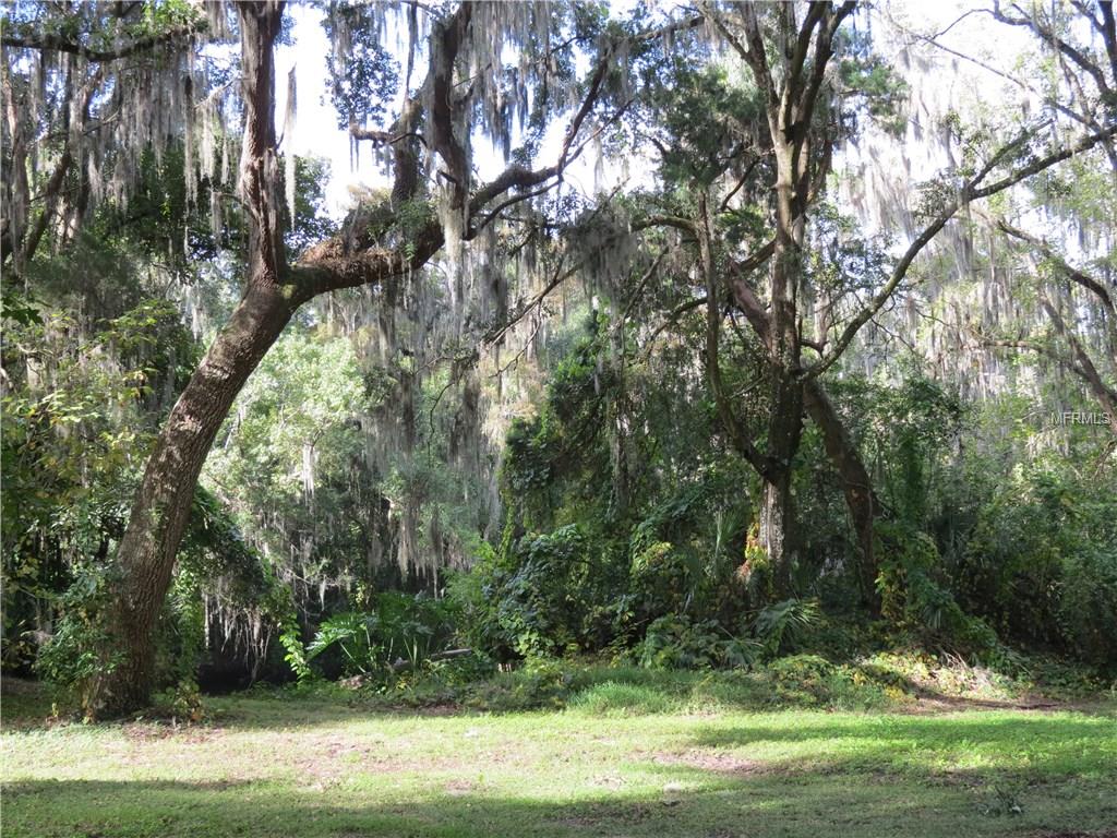 Trees with Spanish moss in a forest.