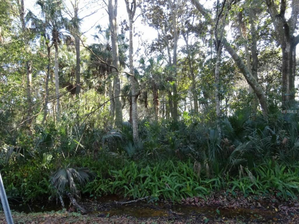 Dense forest with tall trees and ferns.