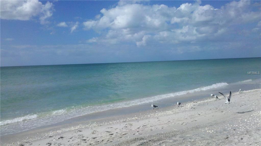 Seagulls on a sandy beach with blue sky.