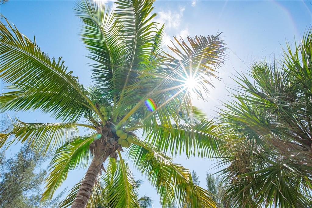 Palm trees with sun shining through.