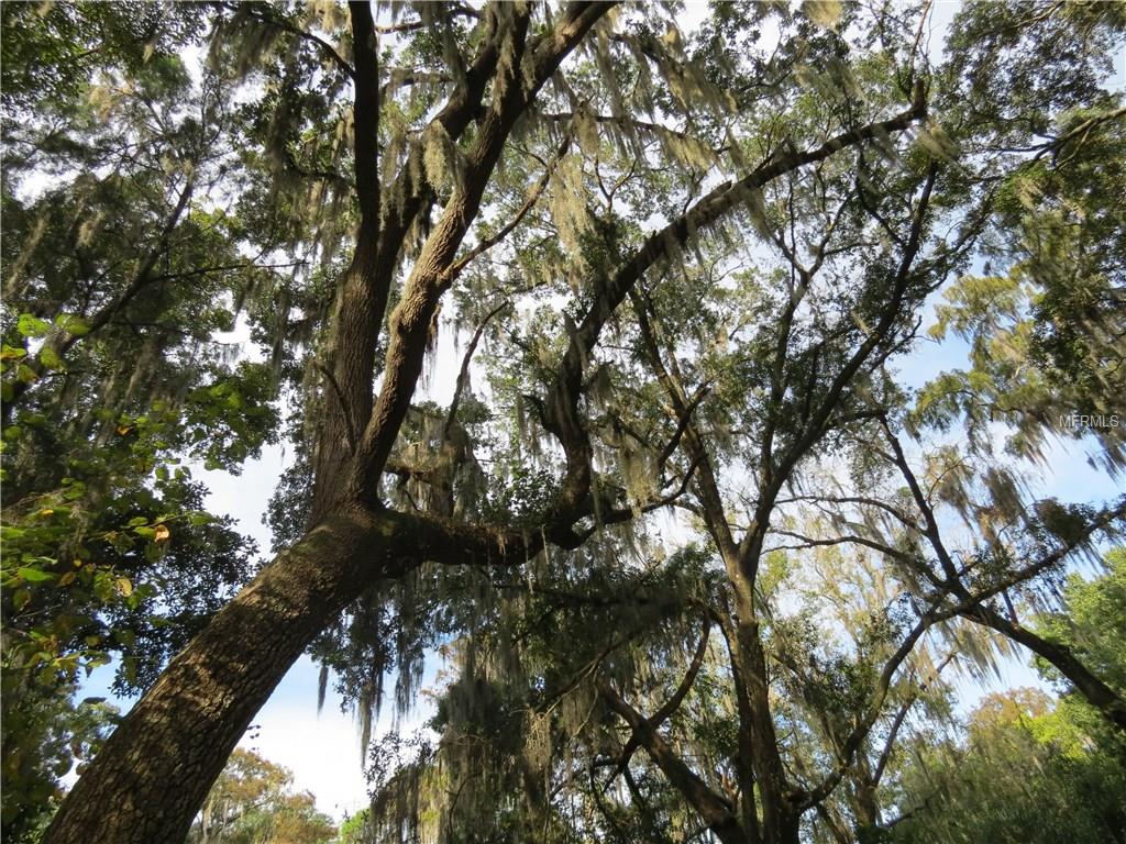 Tall trees with Spanish moss hanging down.